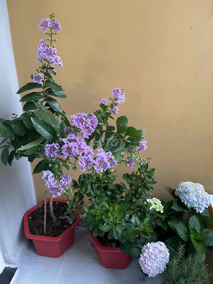 sang nhượng hợp đồng thuê