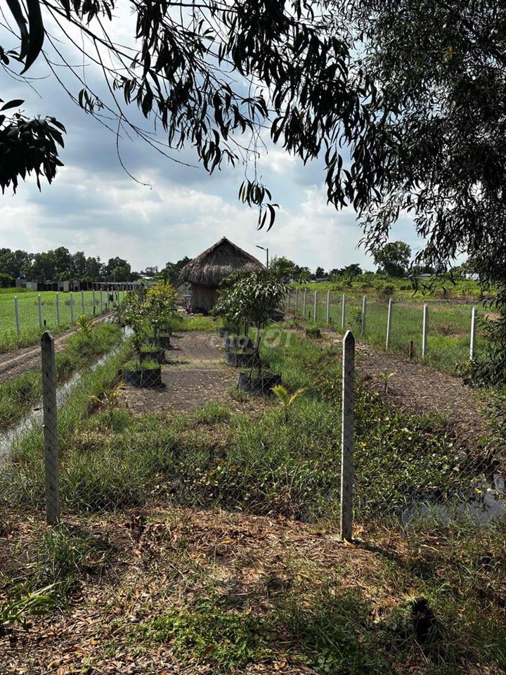 cần bán nhà vườn