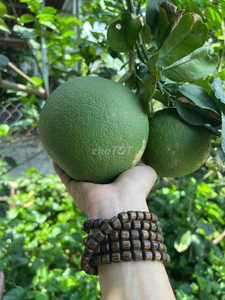 cần bán nhà vườn tại mũi tàu tân phú trung củ chi