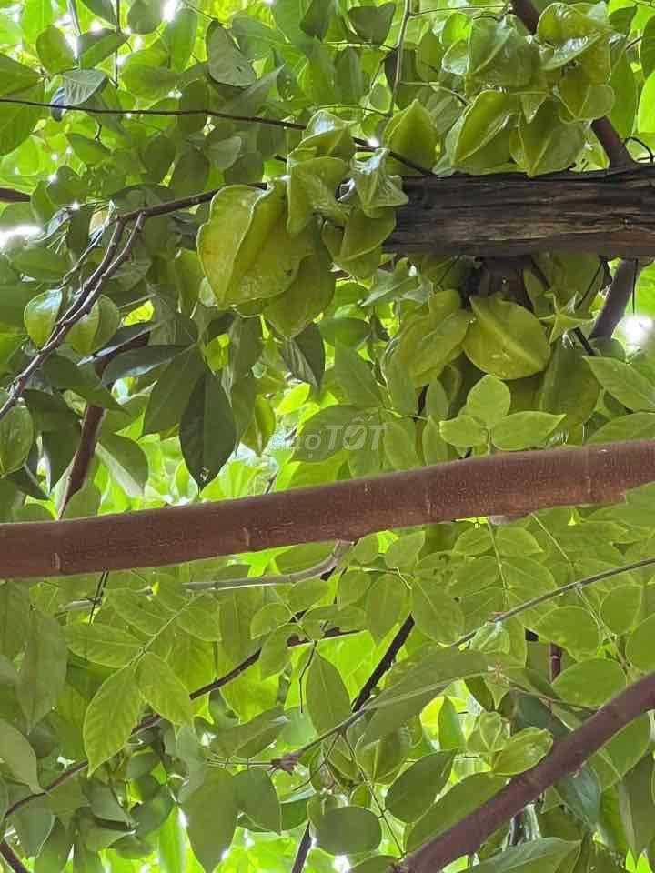 cần bán nhà vườn tại mũi tàu tân phú trung củ chi