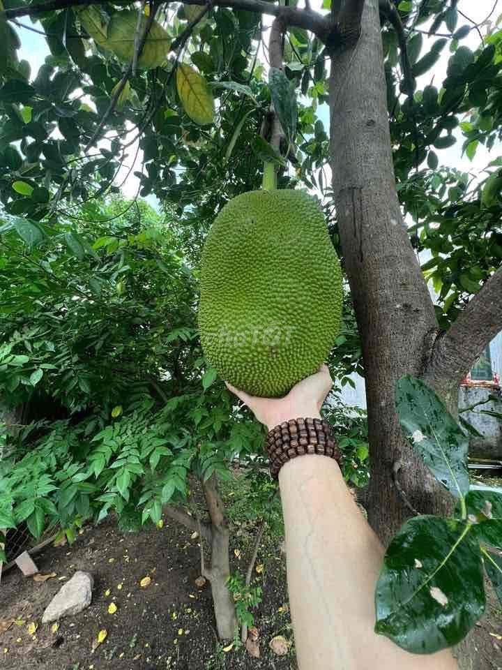 cần bán nhà vườn tại mũi tàu tân phú trung củ chi