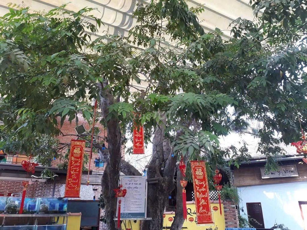 Đất ở 100% thổ cư, hiện trạng đã xây nhà hàng sân vườn
