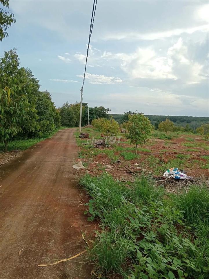 CHÍNH CHỦ CẦN BÁN 16000M2 ĐẤT TRỒNG 250 CÂY SẦU RIÊNG VÀ CÂY ĂN QUẢ