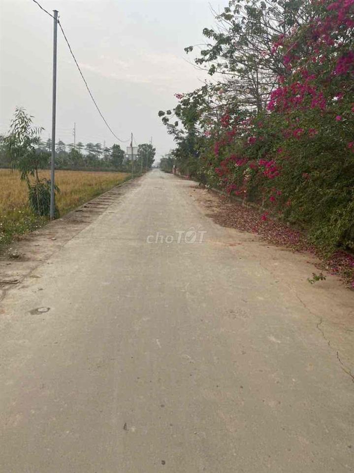 Cần bán gấp đất trồng lúa Ngọc Mỹ