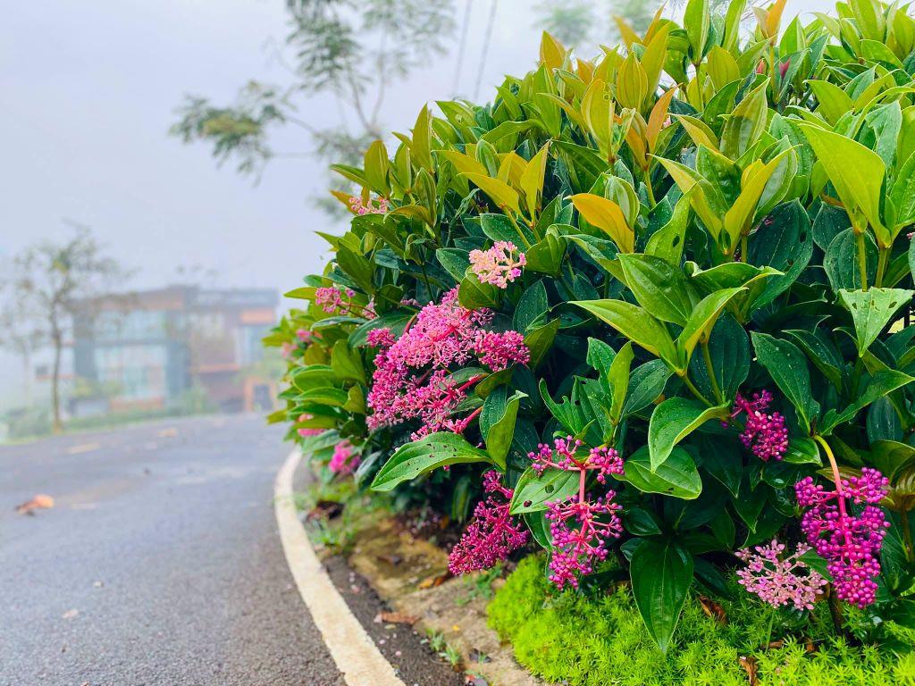 SỞ HỮU ĐẤT NGHỈ DƯỠNG BẢO LỘC – NGÂN SÁCH CHỈ 800 TRIỆU!