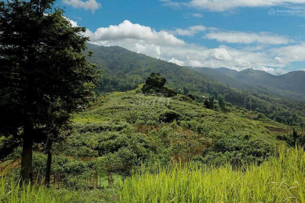 CHÍNH CHỦ CẦN BÁN LÔ ĐẤT RỘNG 3,95HA,TẢ PHÌN, TRUNG TÂM SA PA CHỈ 8KM