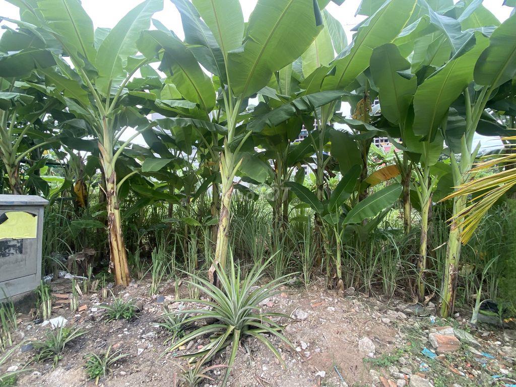 CHO THUÊ ĐẤT HẺM LÂM QUANG KY, THẠNH MỸ LỢI, Q2 - 130 M2