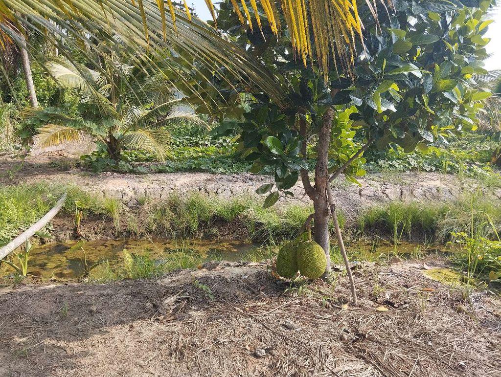 BÁN ĐẤT Ở +ĐẤT VƯỜN Xã PHÚ TÚC CHÂU THÀNH BẾN TRE cũ (ĐẤT CHÍNH CHỦ)