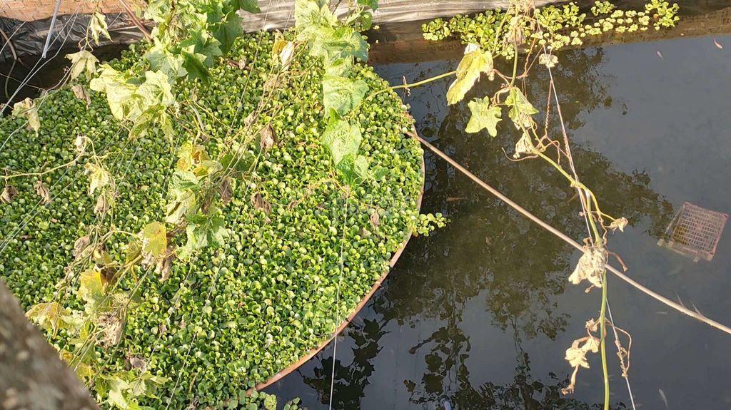 🌿 TÌM ĐỐI TÁC KHAI THÁC NHÀ VƯỜN 1 HECTA SÁT ĐỒI THÔNG ĐẮK BLAO