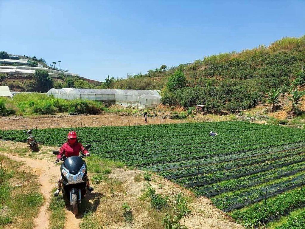 BÁN 1 HOẶC TRONG 3 LÔ ĐẤT SỔ RIÊNG NN MỖI SỔ HƠN 1000m2 P11 TP ĐÀ LẠT
