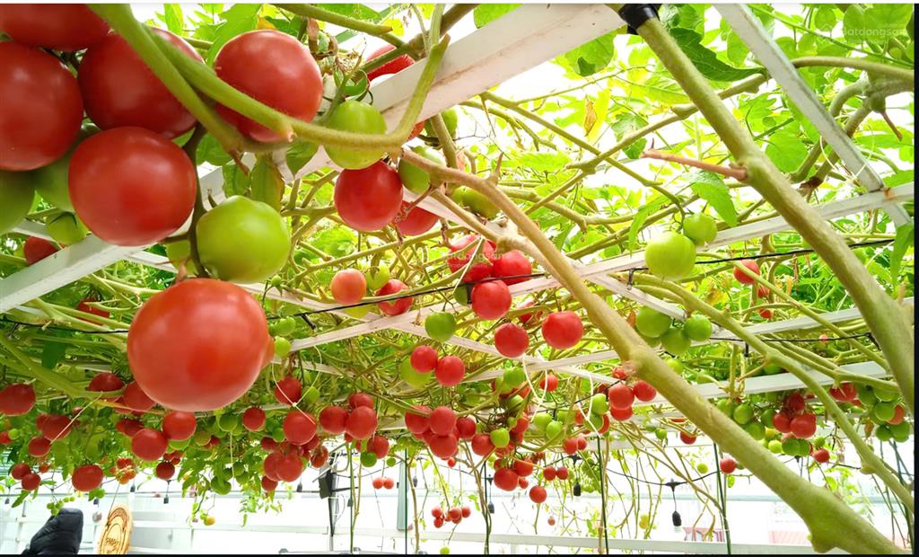 Bán nhanh 651 m2 đất ngay sát trung tâm thành phố hưng yên