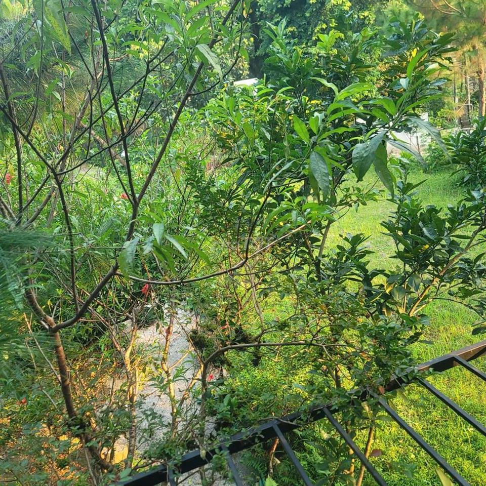 Cho thuê nhà vườn đủ đồ