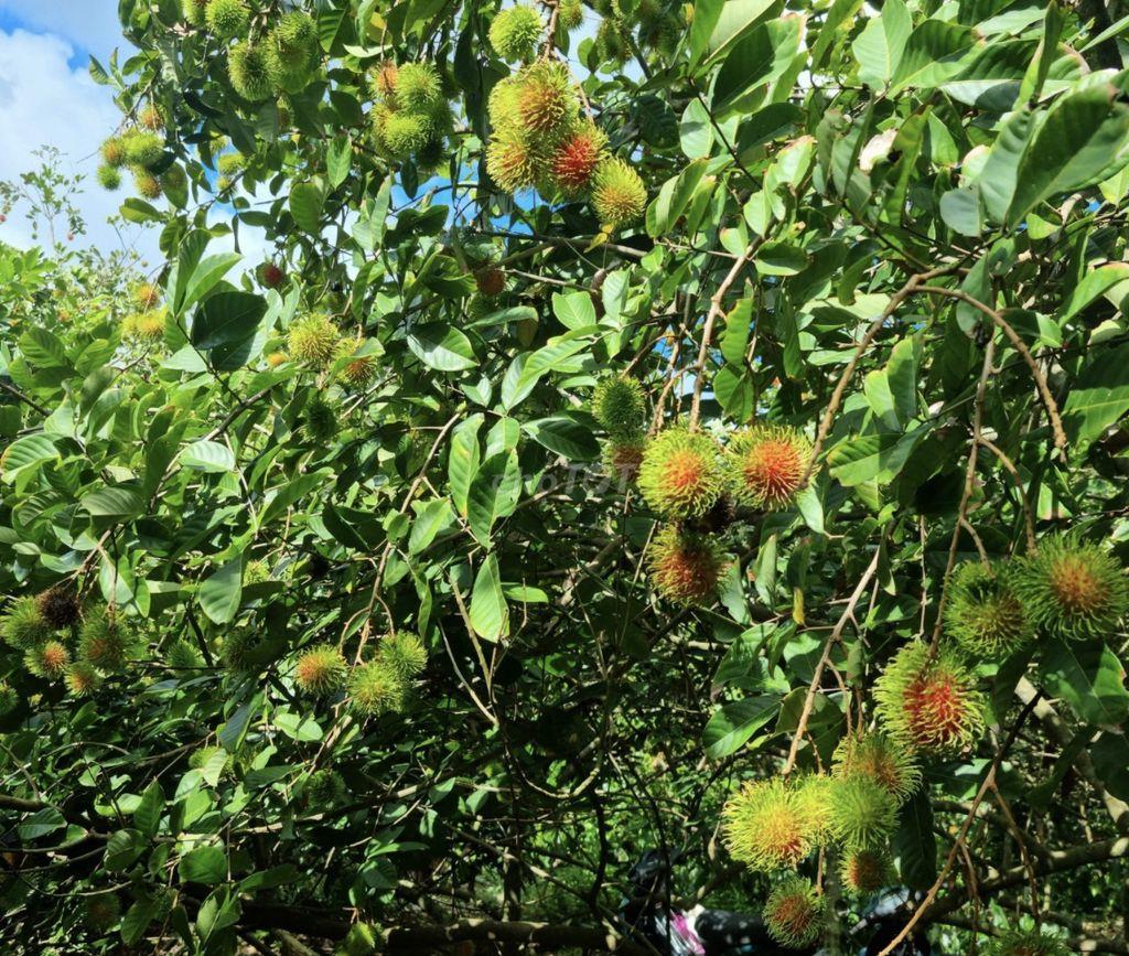 CHO THUÊ VƯỜN CHÔM CHÔM THÁI