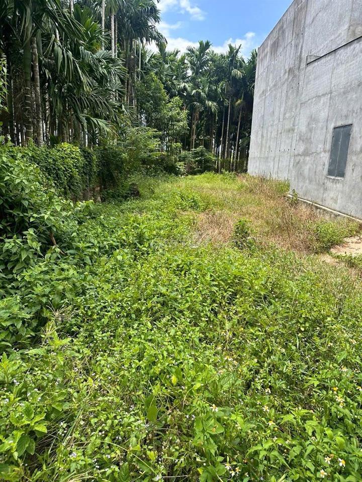 Chính chủ bán 215,7m² đất Võ Xu, 80m² thổ cư, sổ riêng, bao sang tên