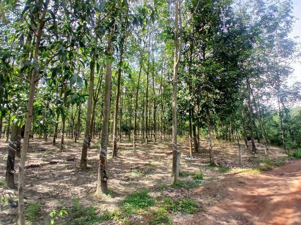 Bán đất mẫu view hồ Dầu Tiếng đẹp rẻ tại xã Định An