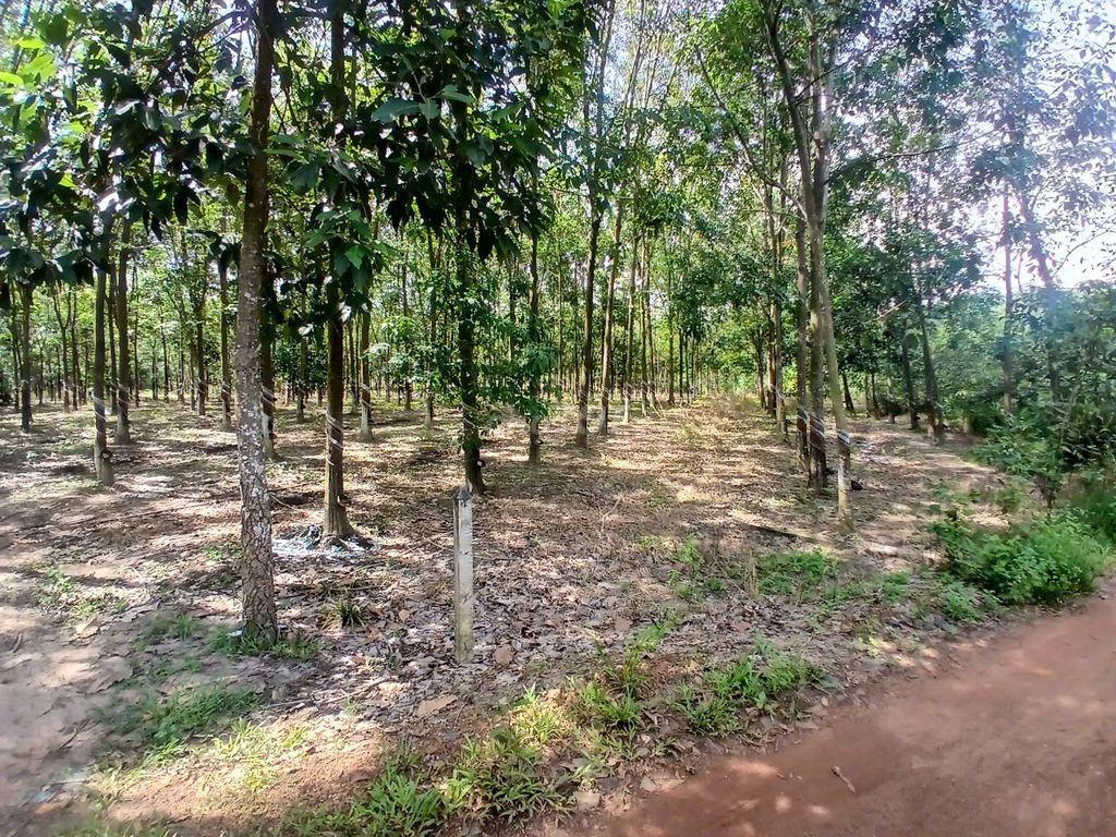 Bán đất mẫu view hồ Dầu Tiếng đẹp rẻ tại xã Định An