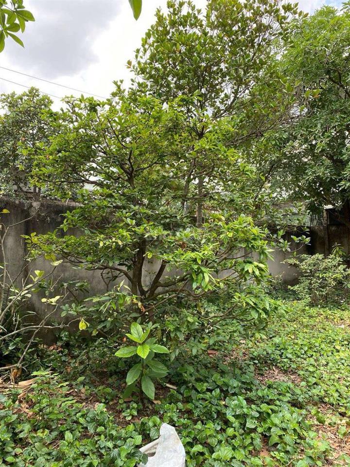 Bán đất Vĩnh Lộc A