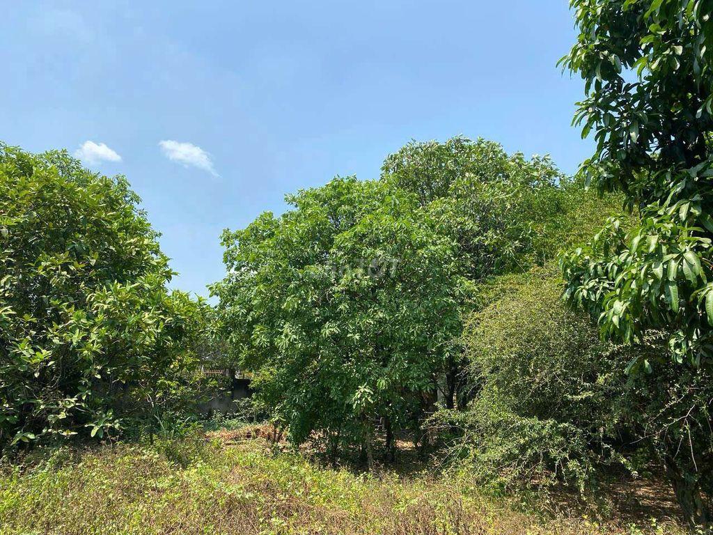 Bán đất Vĩnh Lộc A