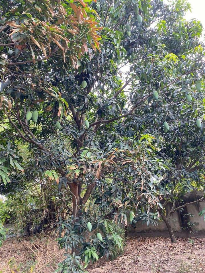 Bán đất Vĩnh Lộc A
