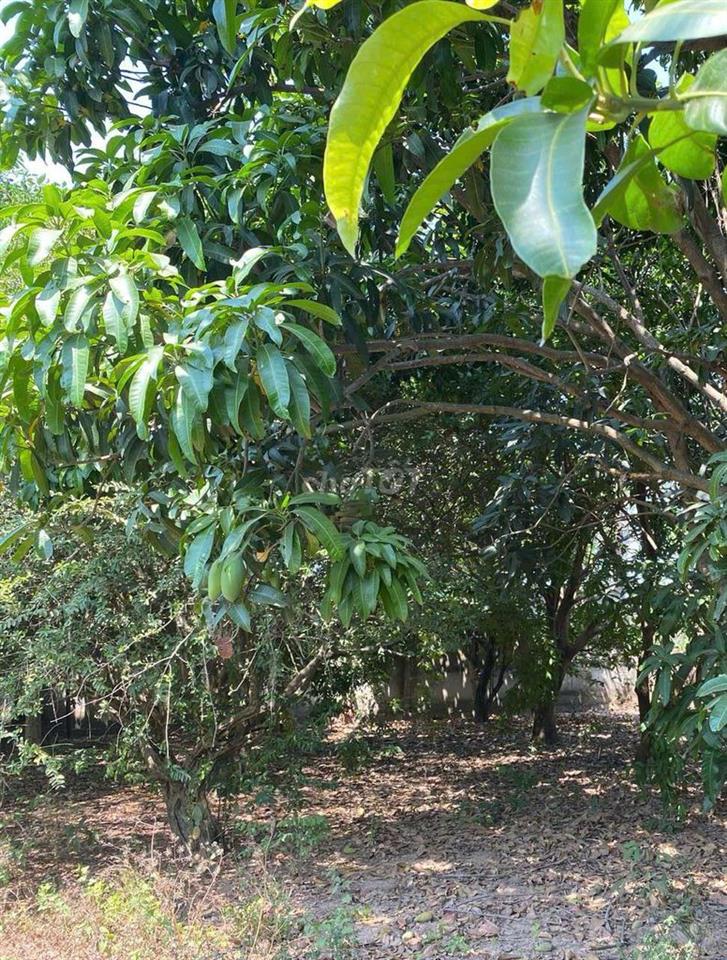 Bán đất Vĩnh Lộc A