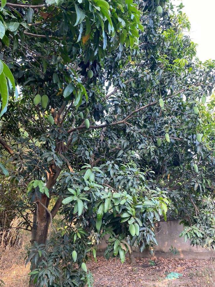 Bán đất Vĩnh Lộc A