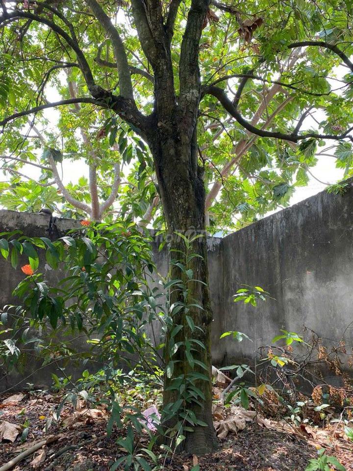 Bán đất Vĩnh Lộc A