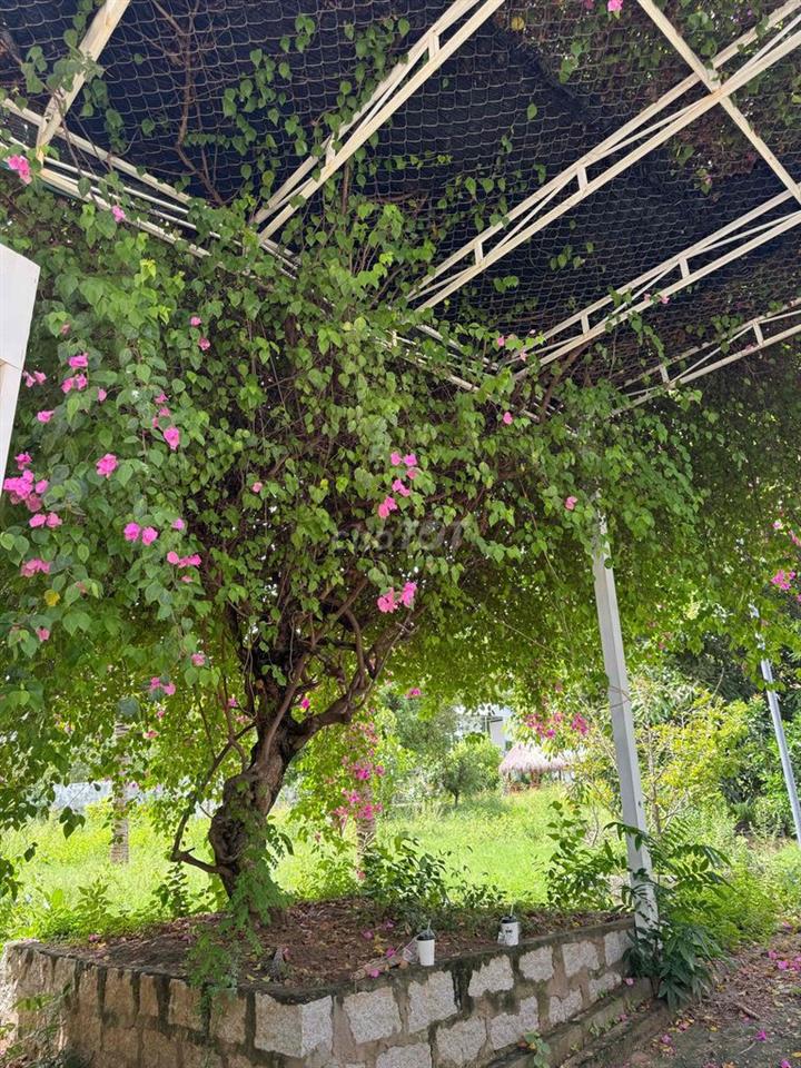 Villa Biệt Lập