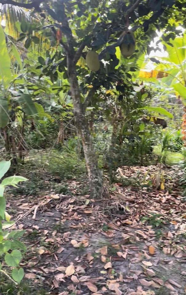 đất chính chủ đứng tên