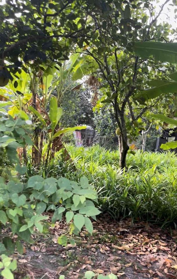 đất chính chủ đứng tên