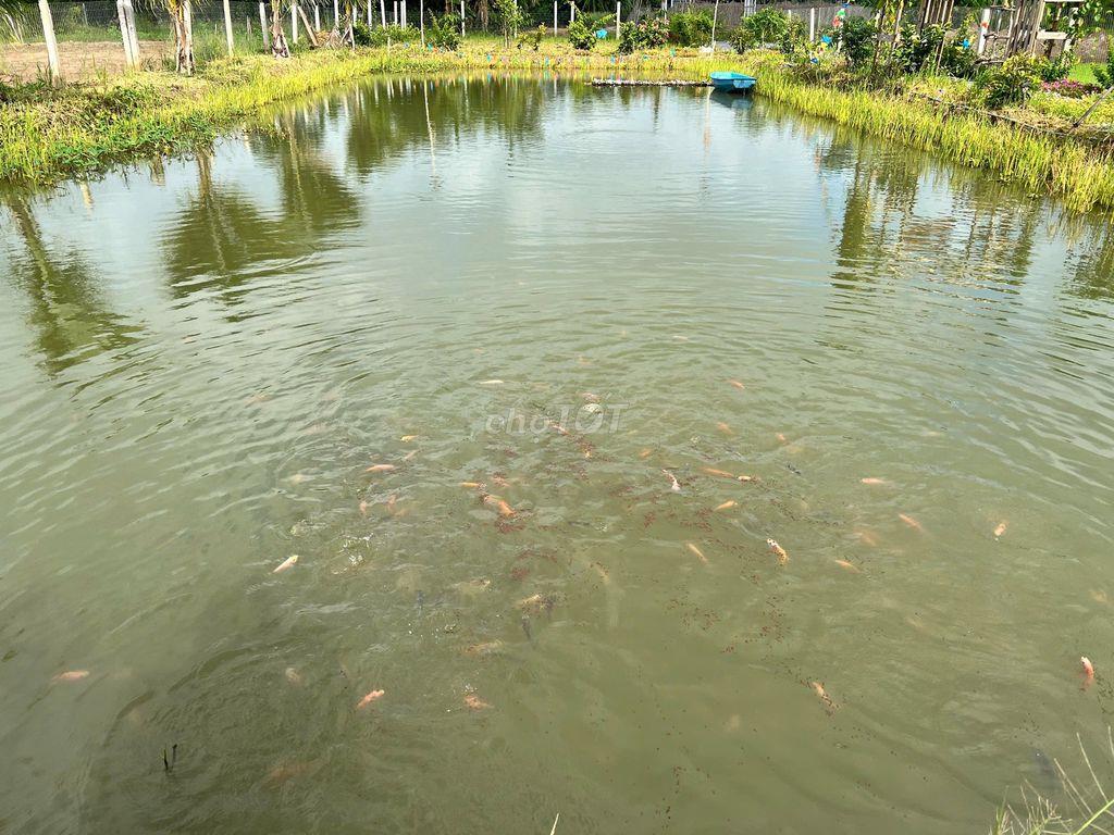 Bán đất bình chánh