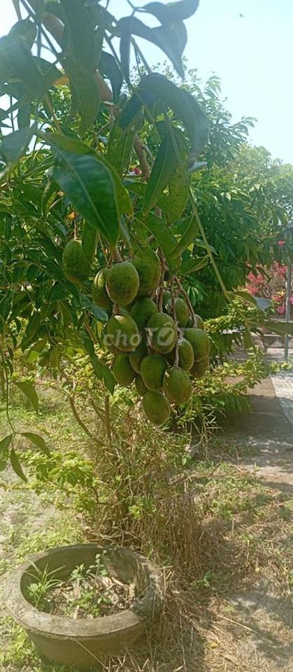 Bán đất cạnh KCN Xuân Lộc mặt tiền đường Lê Quý Đôn nhựa 7m