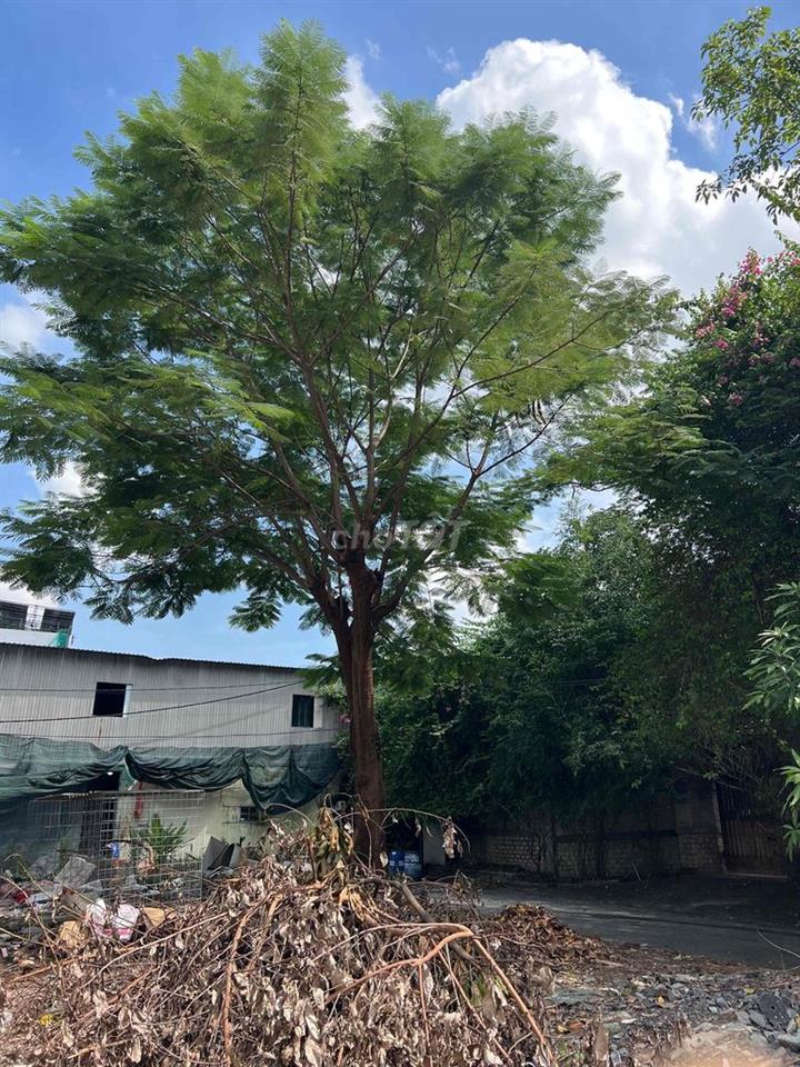 đất xây biệt thự 9x20m gần Chợ Xuân thới thượng