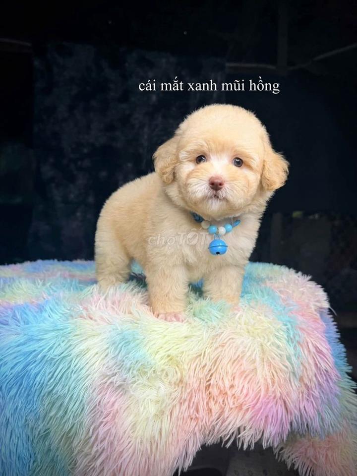Bán đất nền tại  tái định cư mỹ khánh