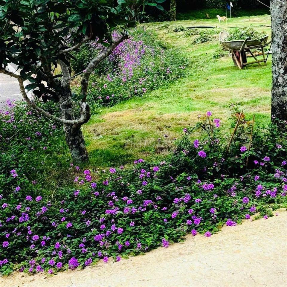 Cơ ngơi 1,45ha Baosire – 150 MT bán 5ti7, thu 600tr/năm