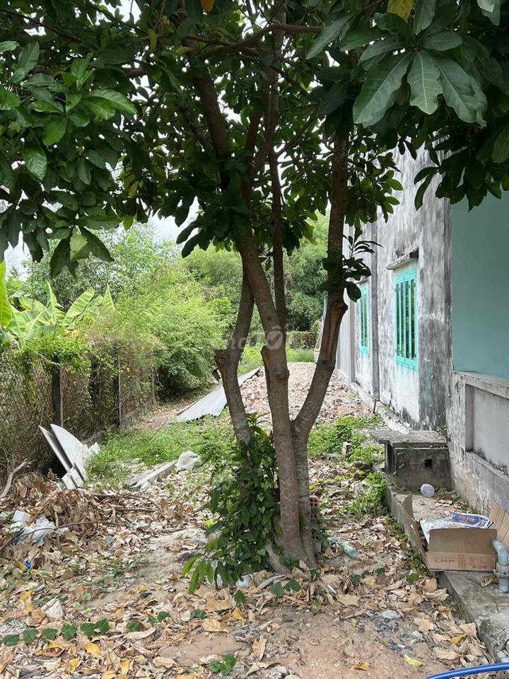 CẦN BÁN GẤP ĐẤT THỔ CƯ PHƯỜNG THANH ĐIỀN, TỈNH TÂY NINH