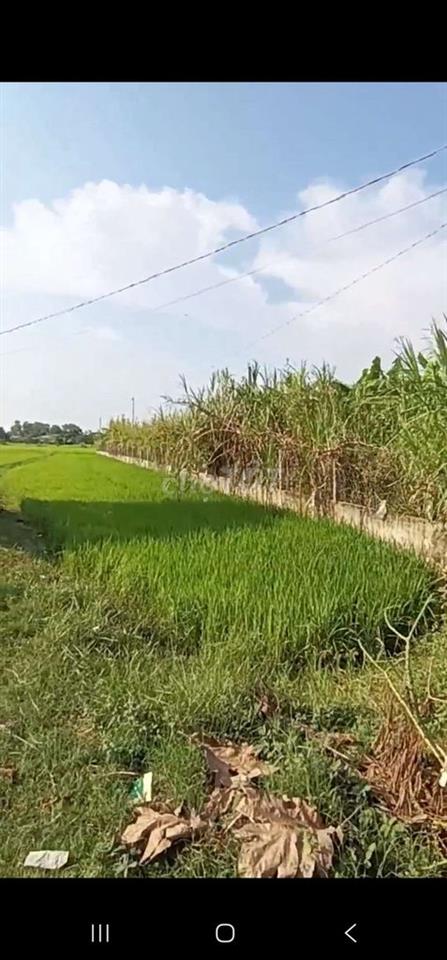 Cần bán gấp đất 