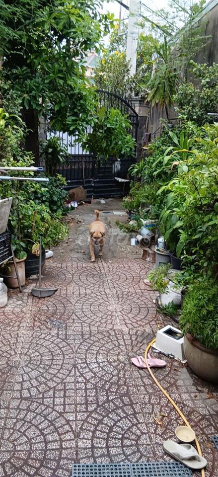 • Bán nhà Cát Lái Quận 2 cũ 112m2 có sân vườn hẻm xe hơi