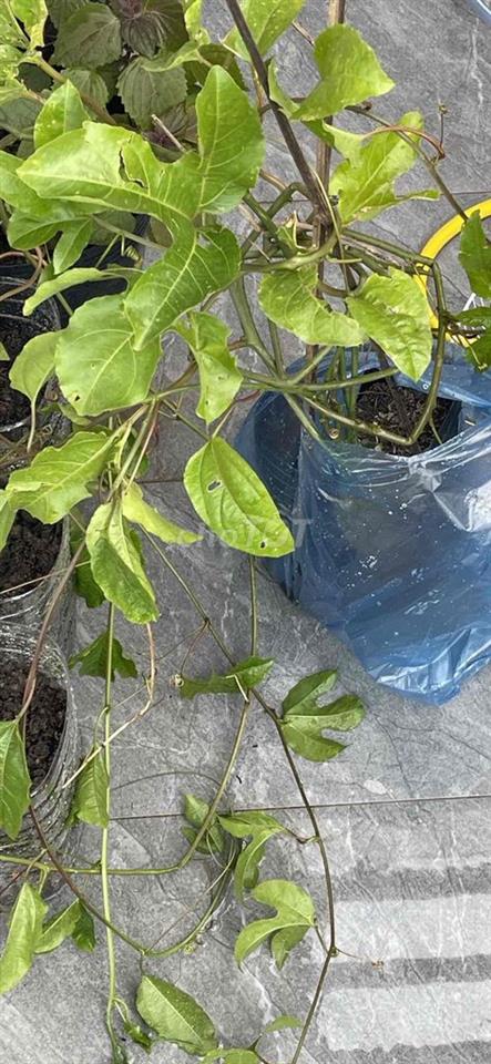 🏡 BÁN NHÀ MẶT TIỀN ĐƯỜNG PHẦN LĂNG –  Đà Nẵng   ❌❌❌TẶNG KÈM NHÀ BÊN CẠ