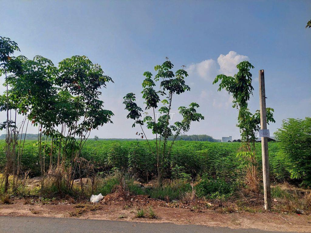 BÁN ĐẤT MẶT TIỀN ĐT785B – TÂN CHÂU, TÂY NINH