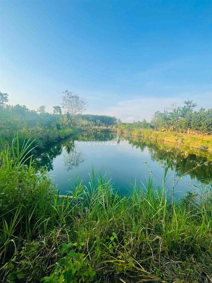 bán 20.000 m2 đất ở Xuyên Mộc, 145m mặt tiền