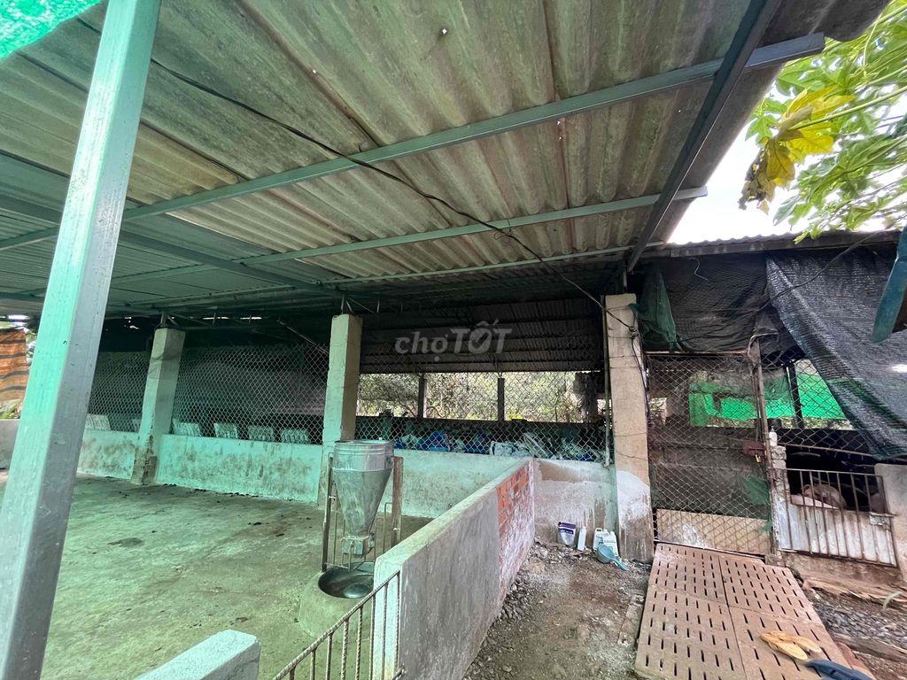 bán 20.000 m2 đất ở Xuyên Mộc, 145m mặt tiền