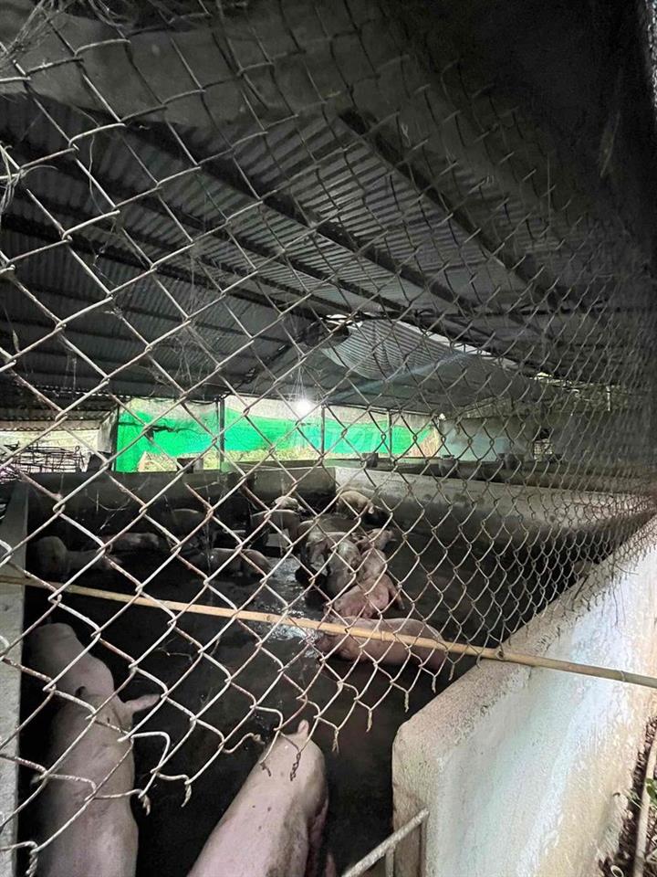 bán 20.000 m2 đất ở Xuyên Mộc, 145m mặt tiền