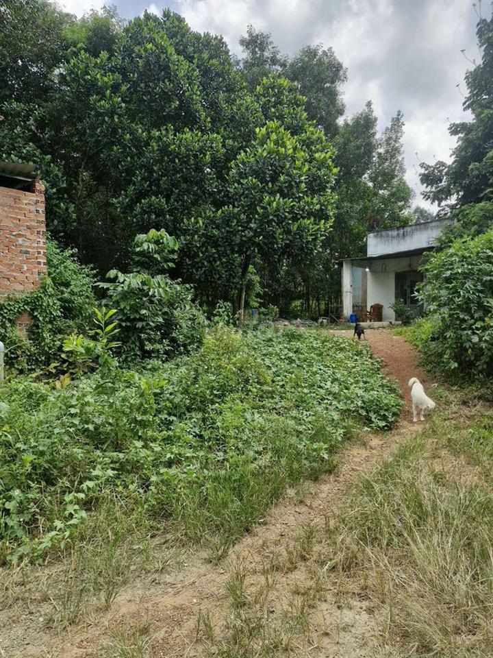 Mình bán 500m2 trong sổ đất này