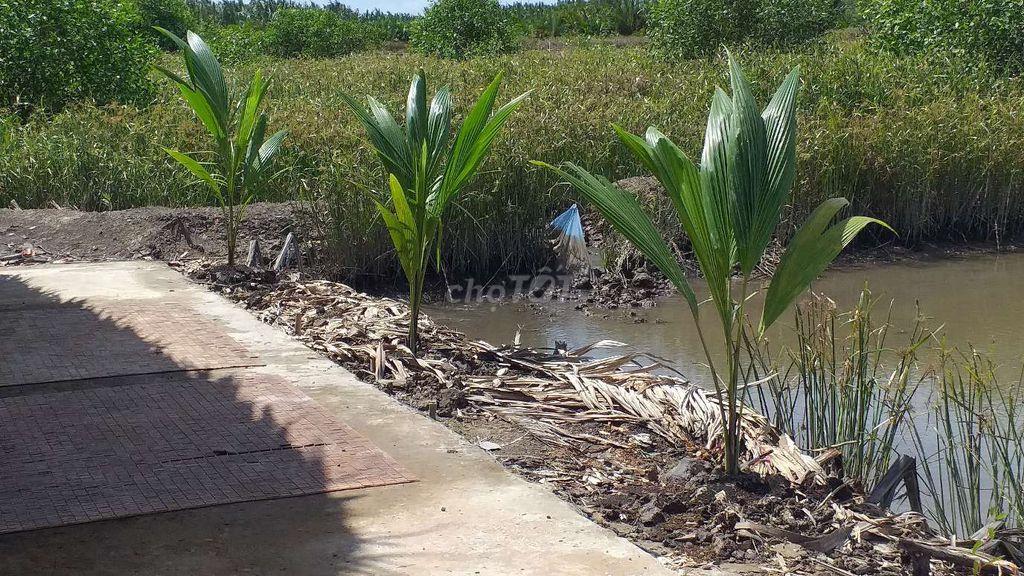 Bán 2.000m2 đất NTTS Bình Khánh, Cần Giờ, sổ hồng riêng 2066