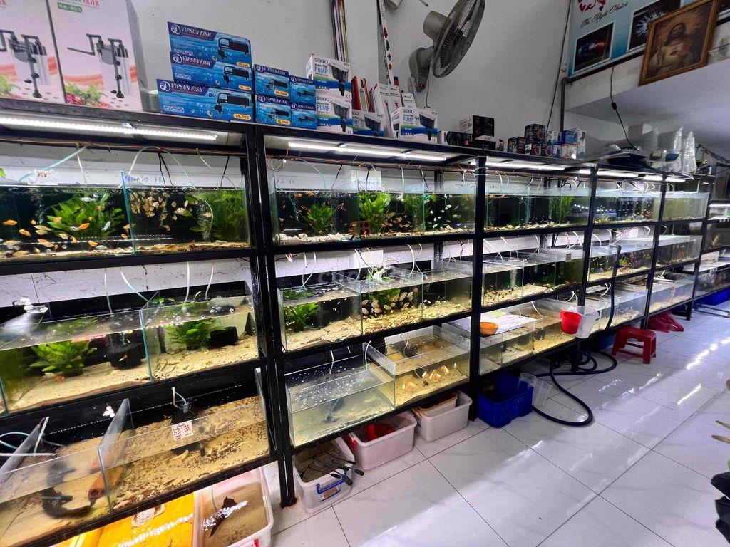 📣 SANG TIỆM CÁ CẢNH – VÀO LÀM NGAY 🐠