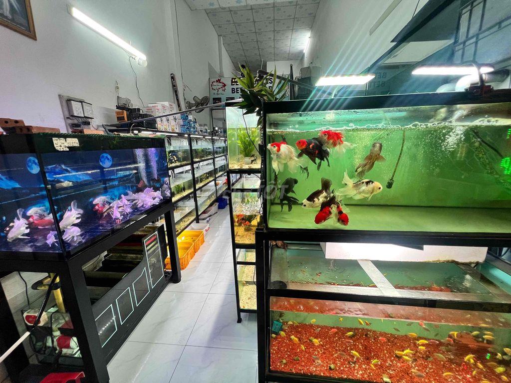 📣 SANG TIỆM CÁ CẢNH – VÀO LÀM NGAY 🐠