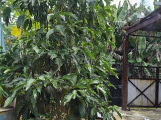 Cho Thuê Nhà  - Gần chợ, trường học phong phú 