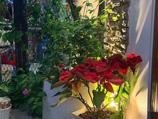 Mình chính chủ bán nhà số 28 đường an trung 7. quận sơn trà  ngay cầu rồng đà nẵng