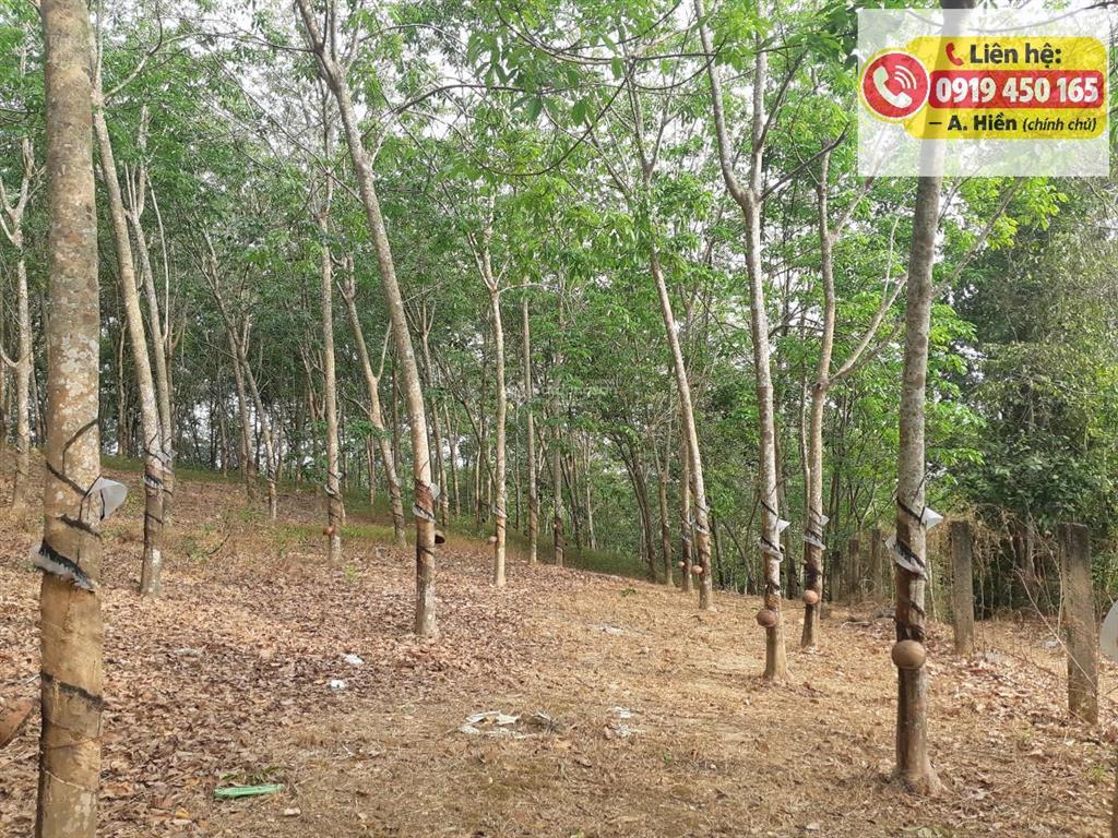 Chính chủ cần bán gấp đất cao su 15.840m tại túc trưng, đồng nai