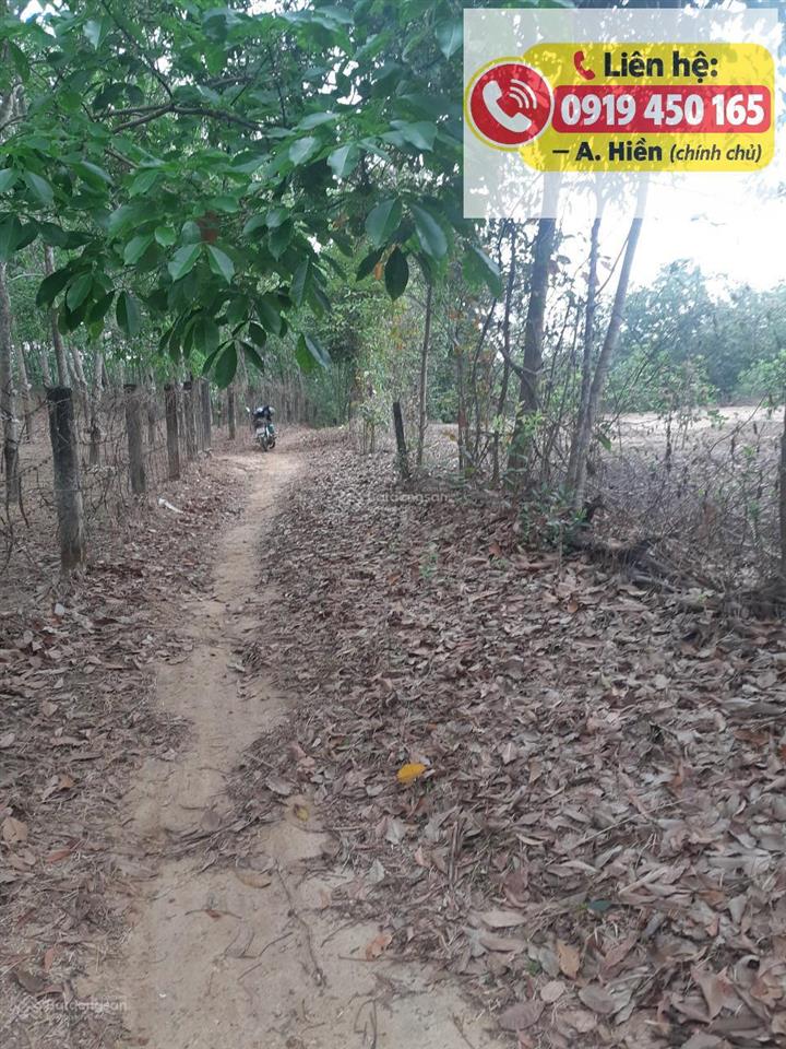 Chính chủ cần bán gấp đất cao su 15.840m tại túc trưng, đồng nai